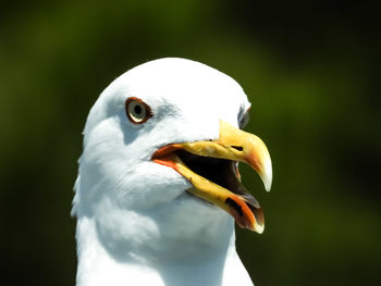 Close-up of seagull