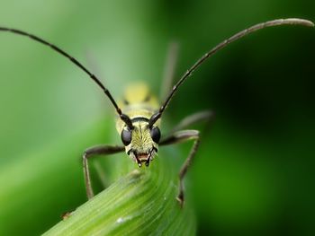 Close-up of insect on leaf