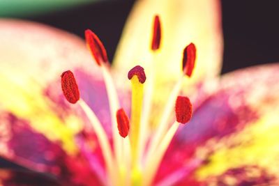 Close-up of red flowering plant