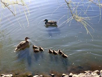 High angle view of ducks swimming in lake
