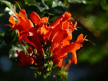 Close-up of red flowering plant