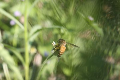 Close-up of insect on flower