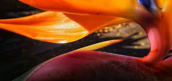 Close-up of orange flower
