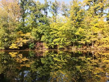Full frame shot of trees growing in forest