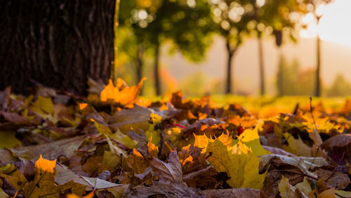 Close-up of yellow maple leaves on tree trunk