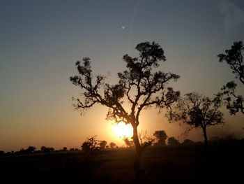 Silhouette of trees at sunset