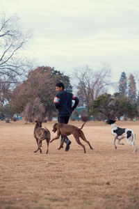 Man running with his greyhound dogs