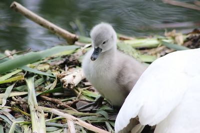 Close-up of swan in water