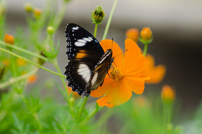 Close-up of butterfly pollinating on flower