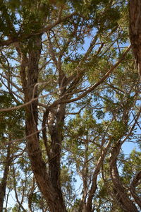 Low angle view of trees against sky