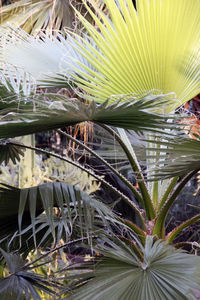 Close-up of palm leaves