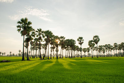 Palm trees on field against sky