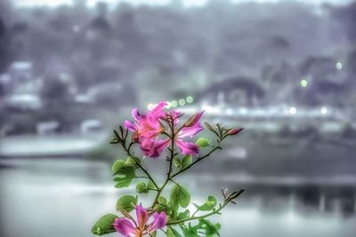 Close-up of pink flowers against sky