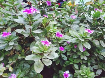 High angle view of pink flowering plants