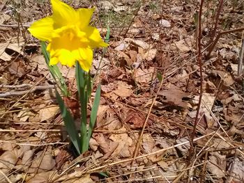 Close-up of yellow crocus blooming on field