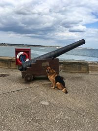 Dog on the beach