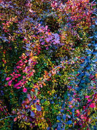 Close-up of multi colored flowers blooming outdoors