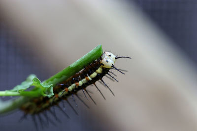 Close-up of insect