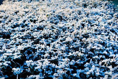 Full frame shot of white flowering plants during winter