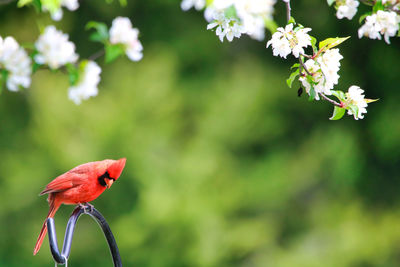 Close-up of a bird perching on flower