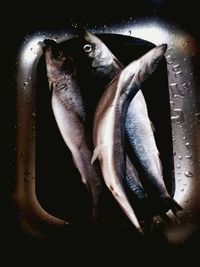 Close-up of fish