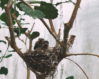 Close-up of plant in nest