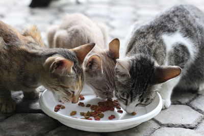 The cats are eating their breakfast