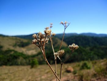 Close-up of flower against clear blue sky