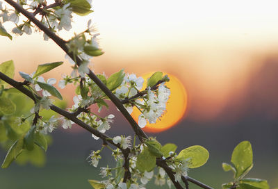 Close-up of flower tree against sky