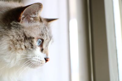 Close-up of cat looking away