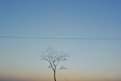 Bird on tree against clear sky