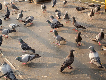 High angle view of birds on the city