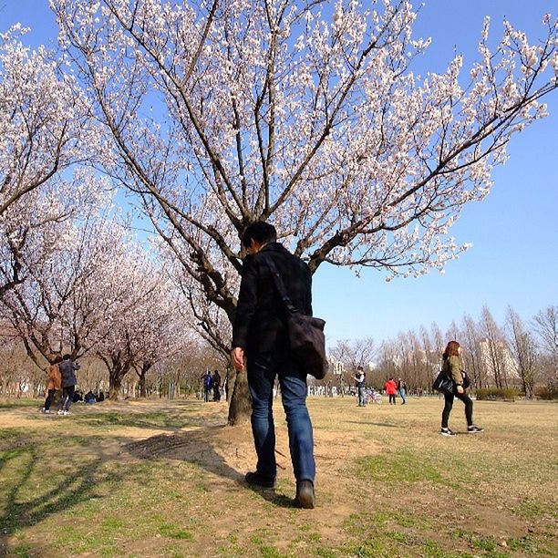 tree, men, leisure activity, person, lifestyles, full length, bare tree, branch, large group of people, park - man made space, walking, sky, grass, nature, tourist, day, medium group of people, clear sky, park