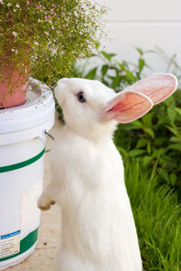 Close-up of a rabbit on field