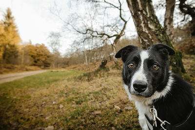 Portrait of dog on field