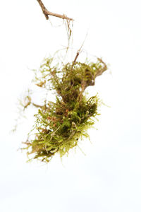 Close-up of plant against white background