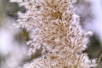 Close-up of wilted plant during winter