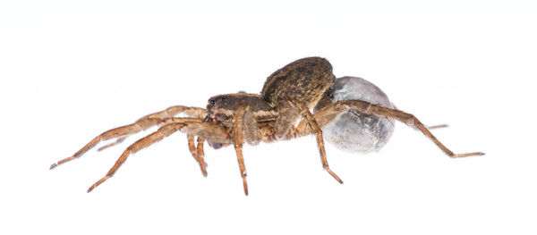 Close-up of insect on white background