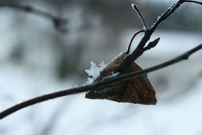 Close-up of snow on tree branch during winter