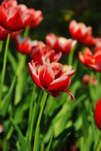 Close-up of red roses blooming in garden