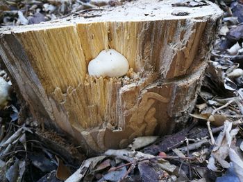 Close-up of snow on wood