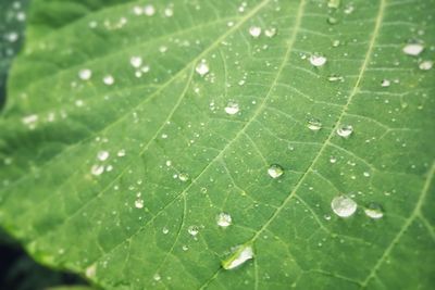Close-up of raindrops on leaves