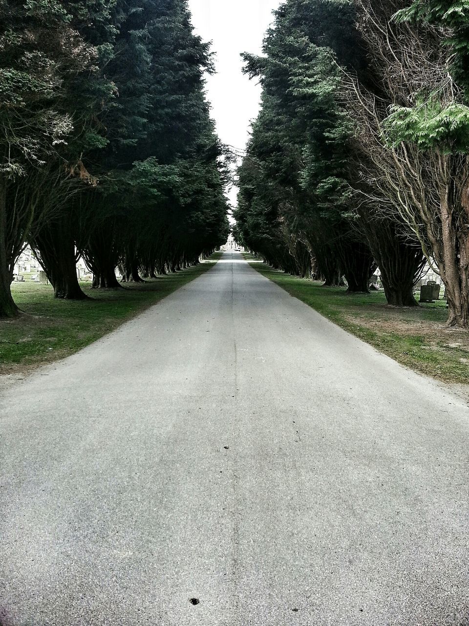 the way forward, tree, diminishing perspective, vanishing point, transportation, road, treelined, tranquility, growth, nature, empty road, tranquil scene, long, day, empty, outdoors, street, no people, asphalt, clear sky