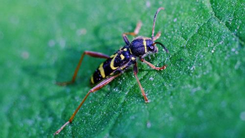 Close-up of insect on leaf