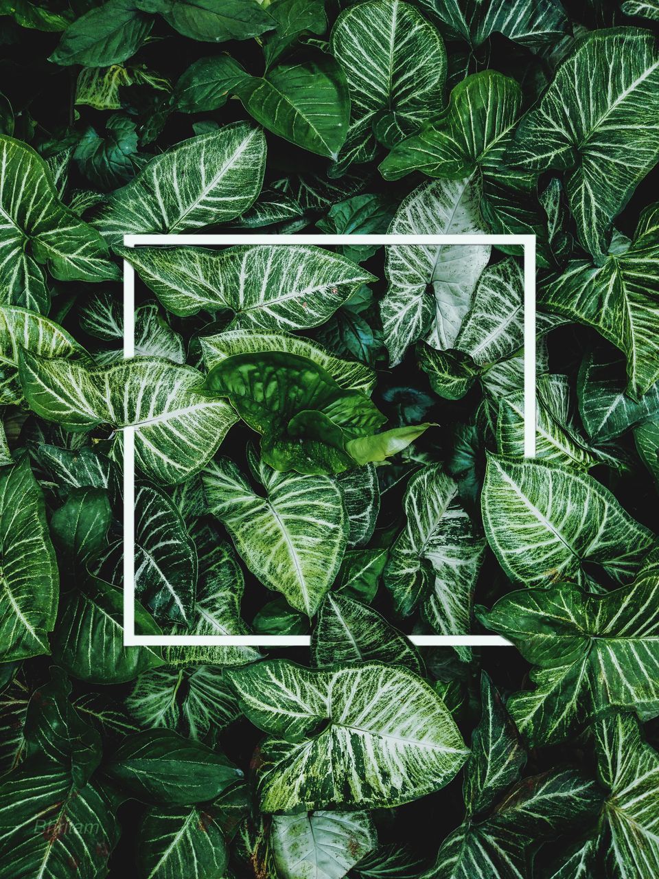 HIGH ANGLE VIEW OF LEAVES IN PLANT