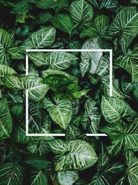 Full frame shot of green leaves