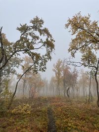 Trees on field against sky during foggy weather
