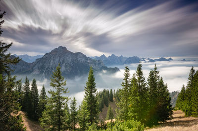 Panoramic view of pine trees against sky