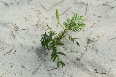 Close-up of plant growing on sand