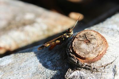 Close-up of insect on rock